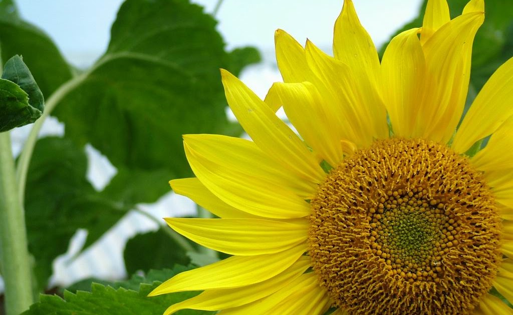 INDOZ NATURE FRESH PUNJAB SET TO BOOST CULTIVATION OF SUNFLOWER