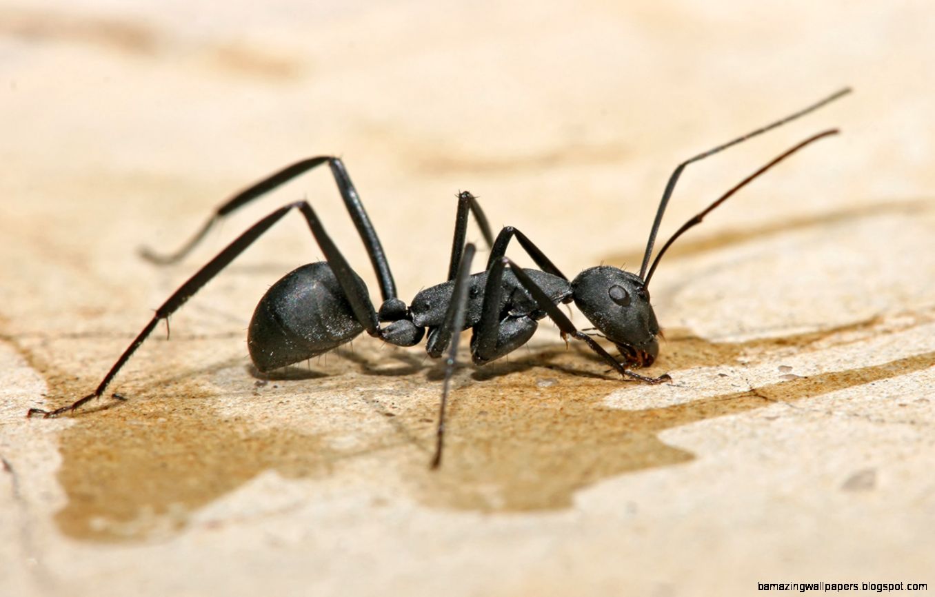 Carpenter ant Wikipedia the free encyclopedia Carpenter ant Wikipedia the free encyclopedia
