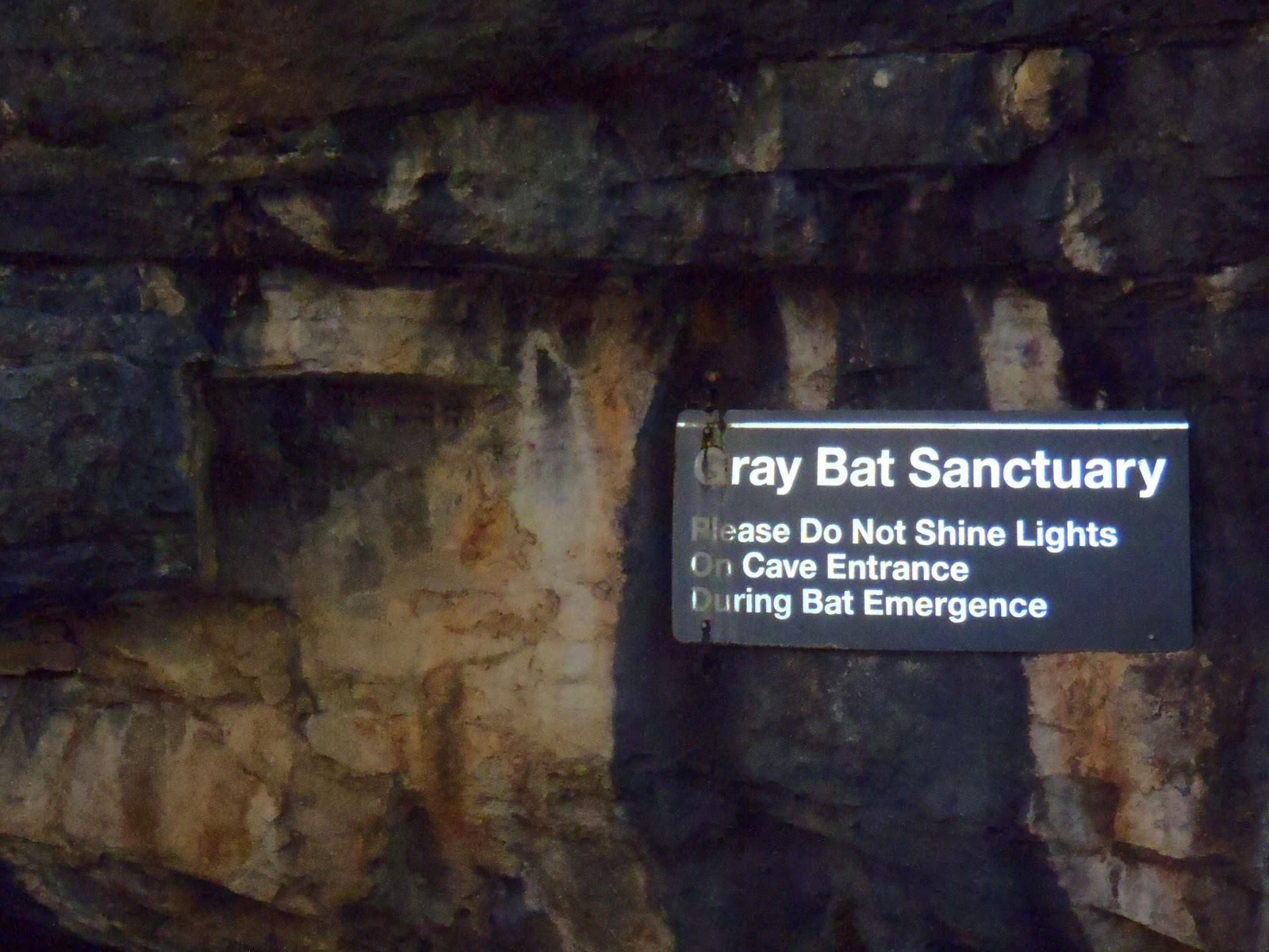 Trekking with Tide Hiker 60,000 gray bats. Music video shoot. The