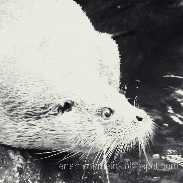Wildnis Und Stille Nationalpark Bayerischer Wald