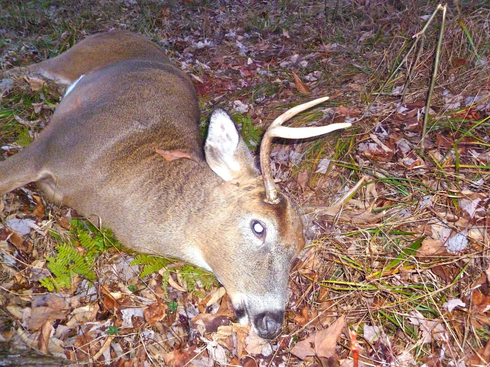Opening day of NY regular deer season.....