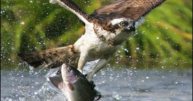 Rules of the Jungle: How eagles hunt?