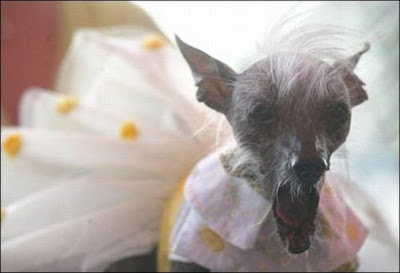 World ugliest dogs pictures
