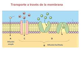 Transporte a través de la membrana