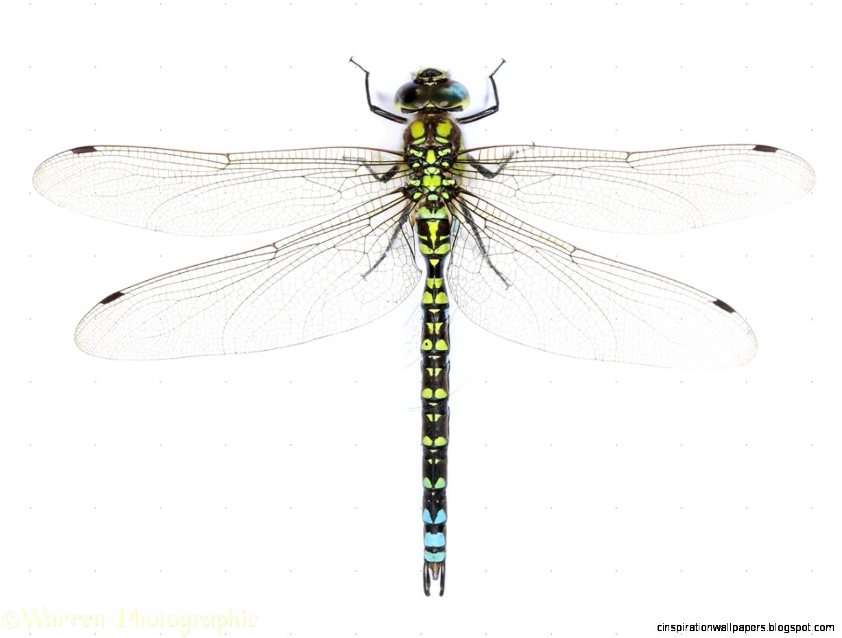 Free Printable Dragonfly Free Printable Dragonfly