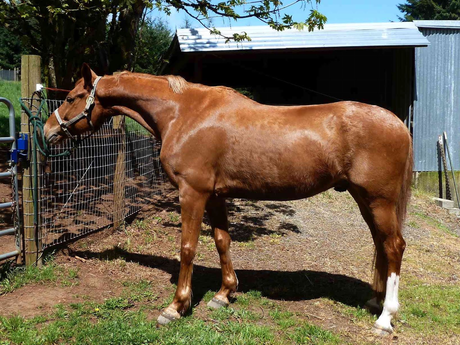 Dances With Horses Getting excited