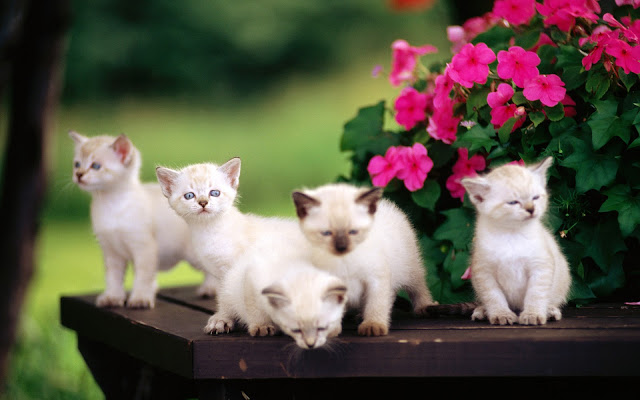 Cell Phone Wallpapers Cute Cats Hd