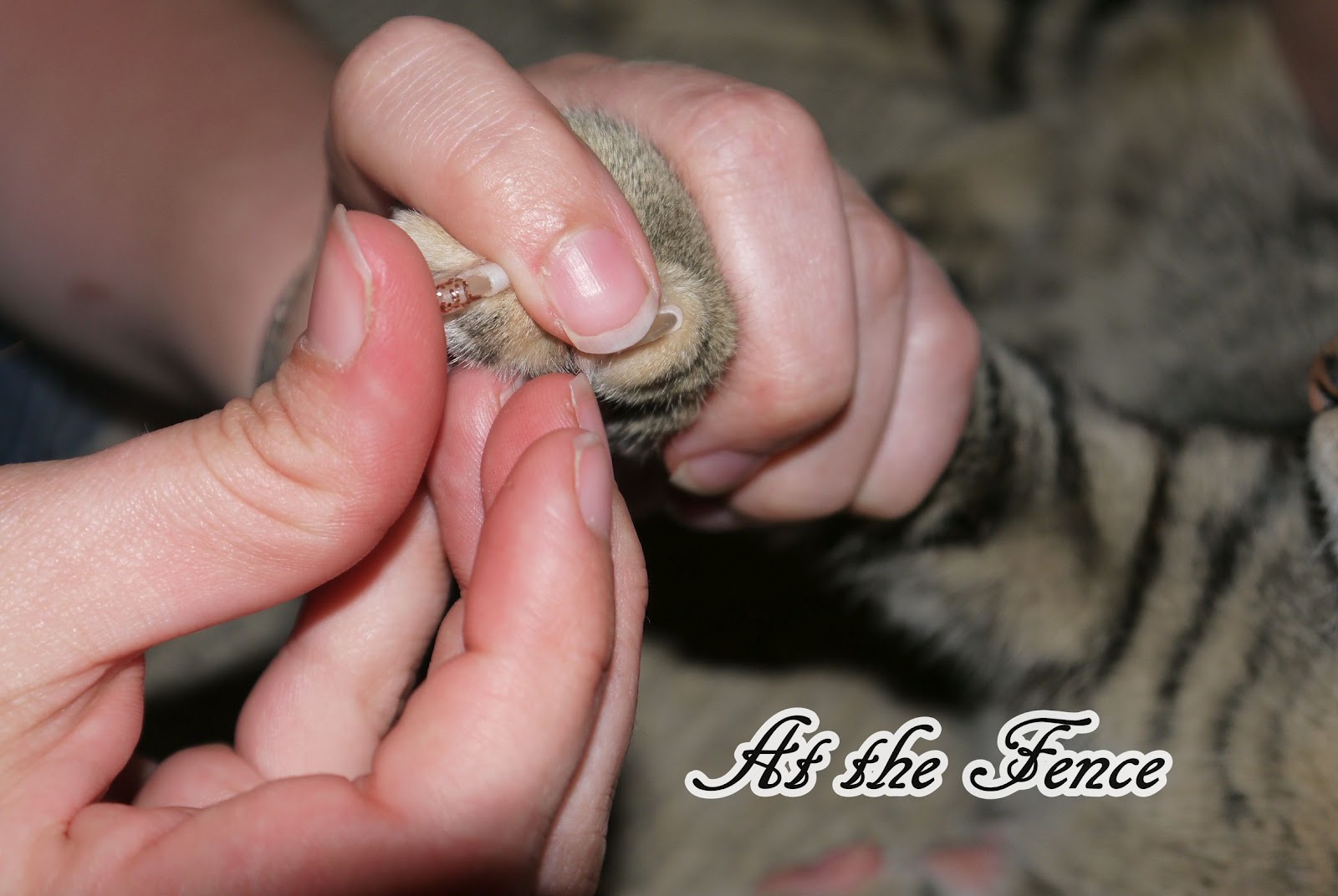 At the Fence Soft Claws, Perfect!