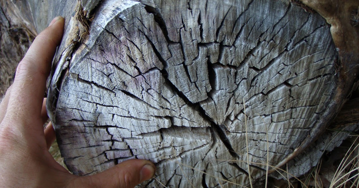 Joe Norman Sculpture Prepping wood from trees