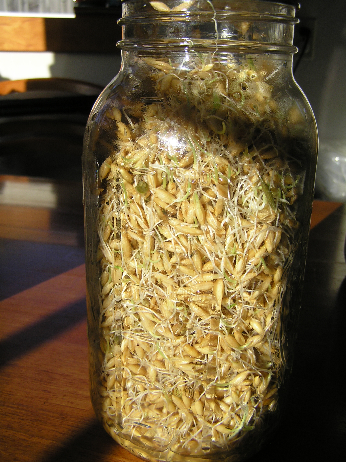 Sprouted Grains for Chickens A Life Unprocessed