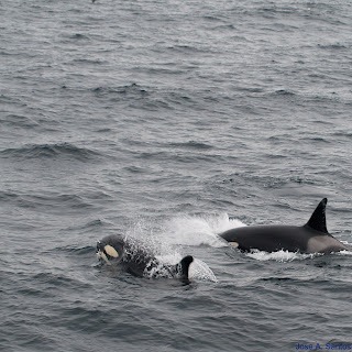 Orcas - Whalesapahry