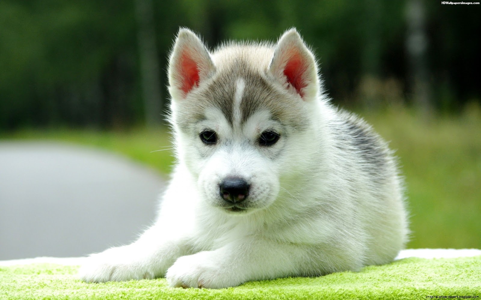 Husky Puppy Husky Puppy