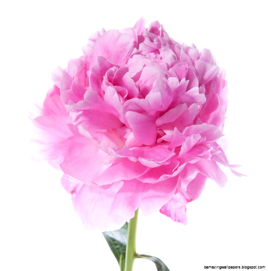 Peonies Flower Muse Peonies Flower Muse