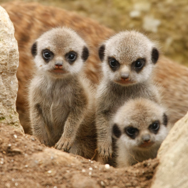 Cute!: Baby Meerkats!