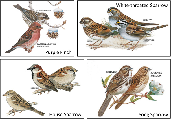 blue skies march 2011 sparrow identification chart