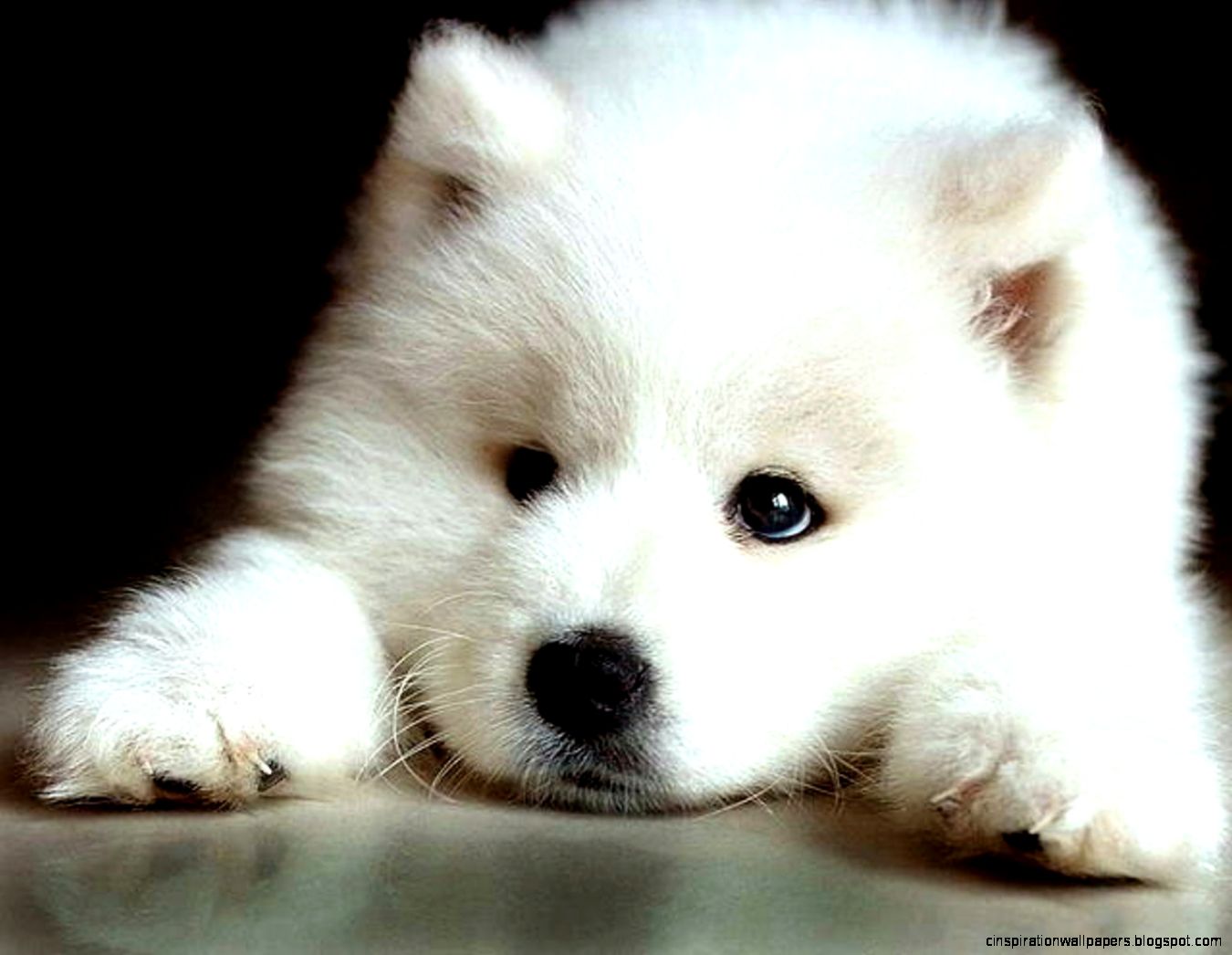 Cute Baby White Wolf Cute Baby White Wolf