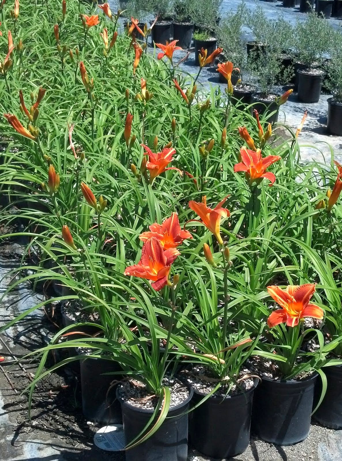 Western Tree Nursery Northern California
