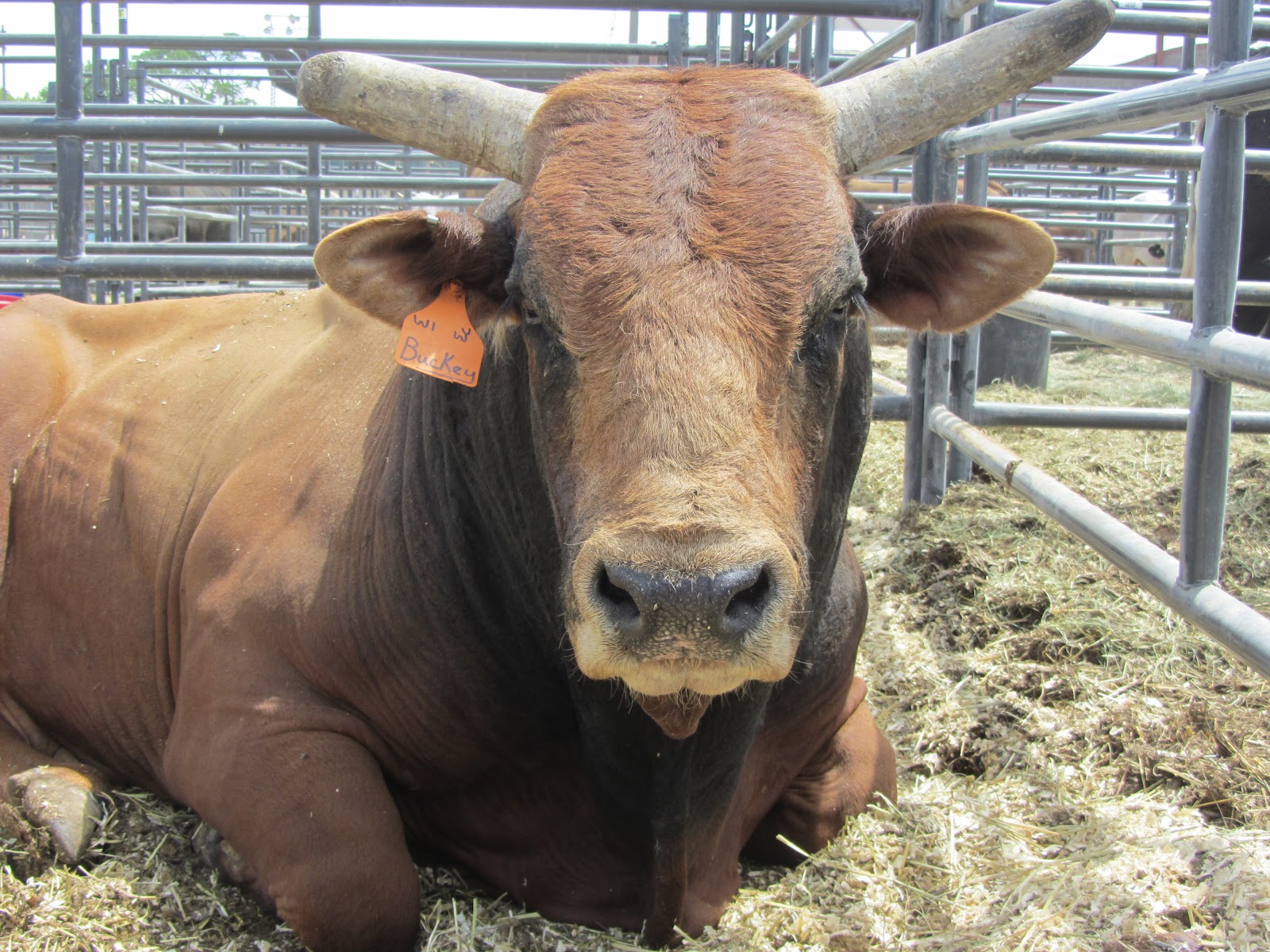 SNOTITUDE Bucking Bull Blog 5 Quick Questions