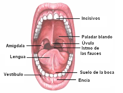 vestibulo oral que es anatomia del sistema digestivo i cavidad bucal a est 243 mago vestibulo oral que es anatomia del sistema digestivo i cavidad bucal a est 243 mago
