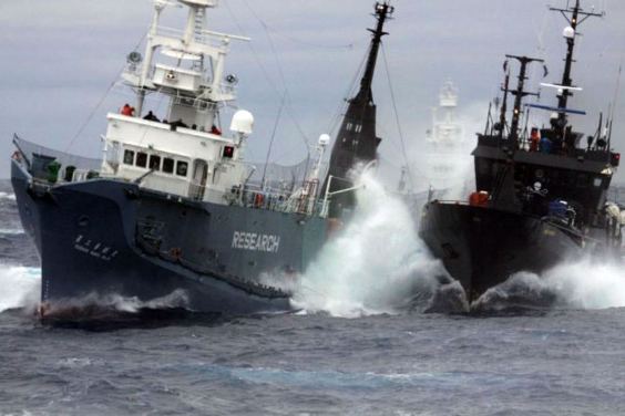 Whaling Fleet