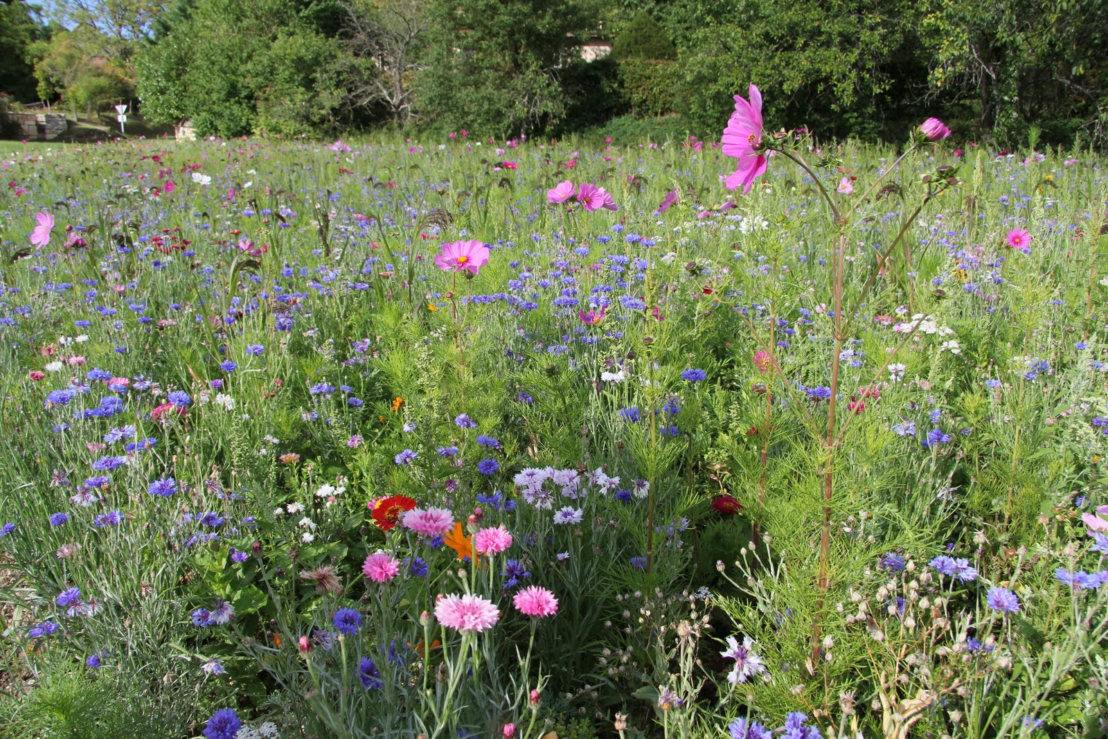 la petitepresse Wild flower garden...