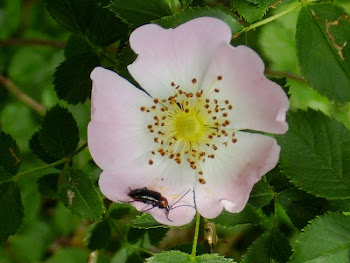 La rose est sans pourquoi...