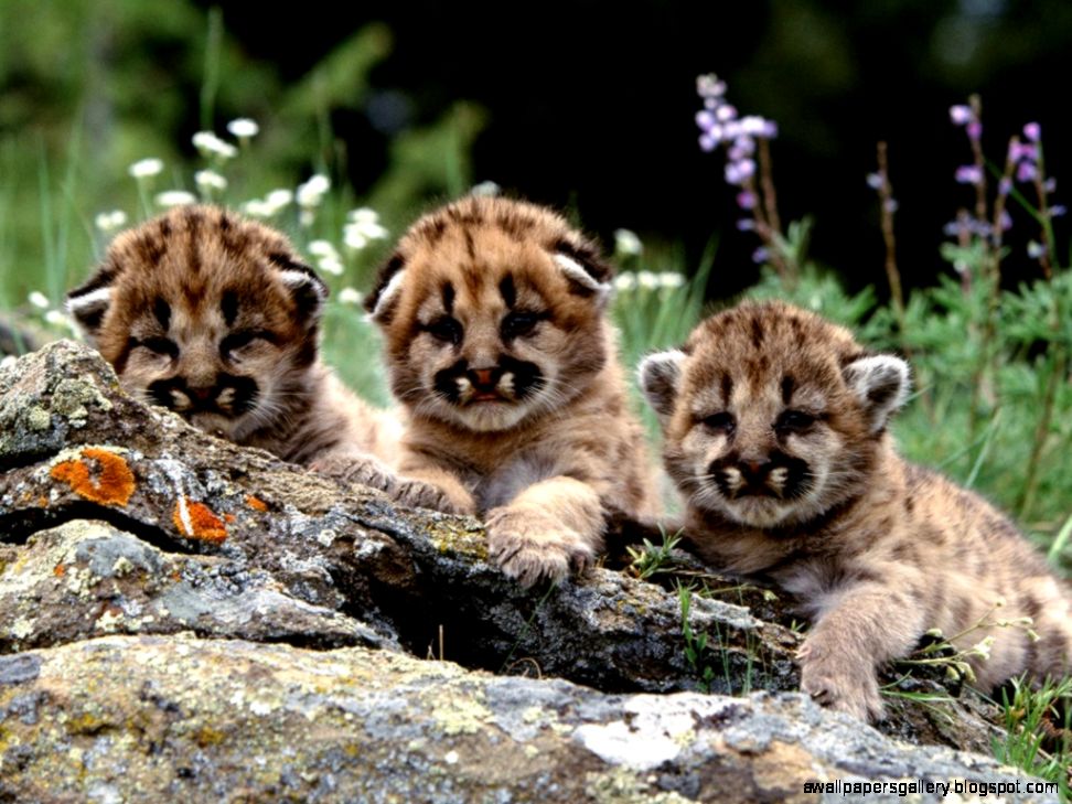 12 Cute Baby Animals Bring You a Fresh Mood Animal Stories 12 Cute Baby Animals Bring You a Fresh Mood Animal Stories