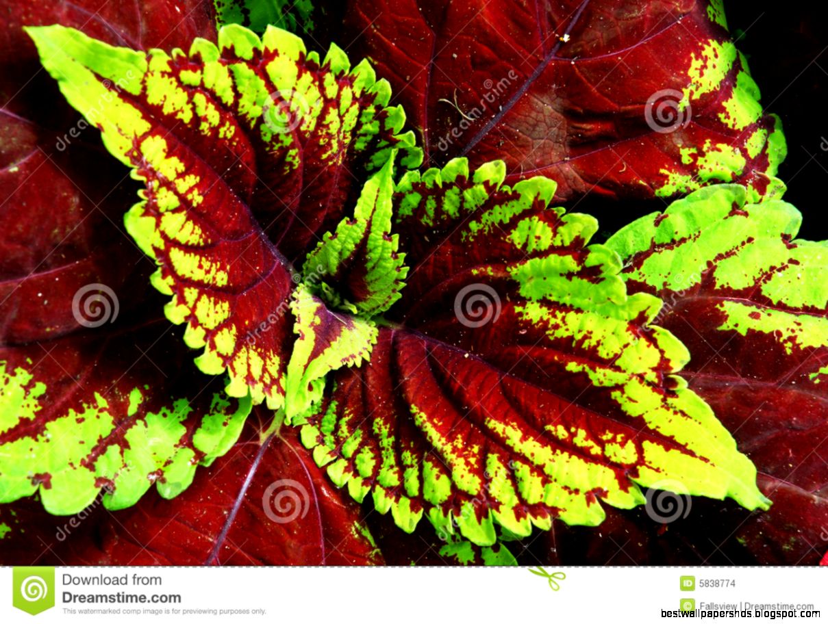 Plants with Colorful Leaves Plants with Colorful Leaves