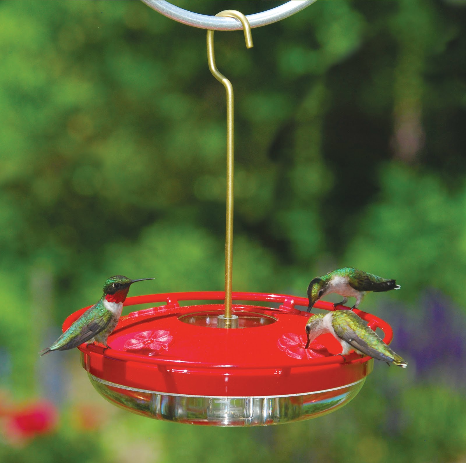 FeedtheBirds 1 Fun Facts about Rubythroated Hummingbirds