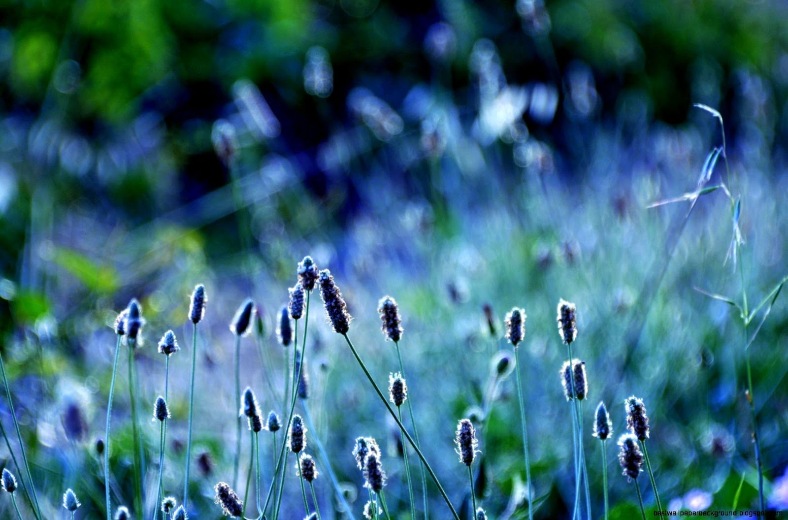 Cool Nature Cool Nature