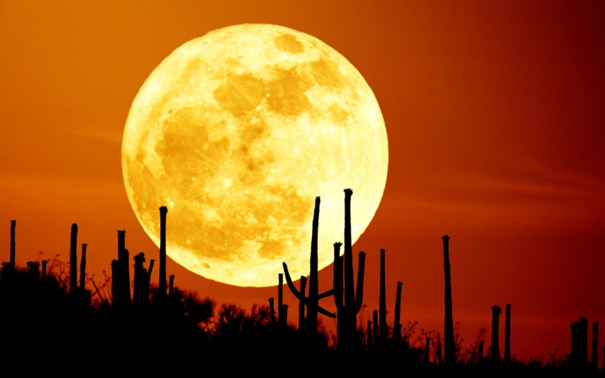 mooncactusdesktop1280x800 mooncactusdesktop1280x800