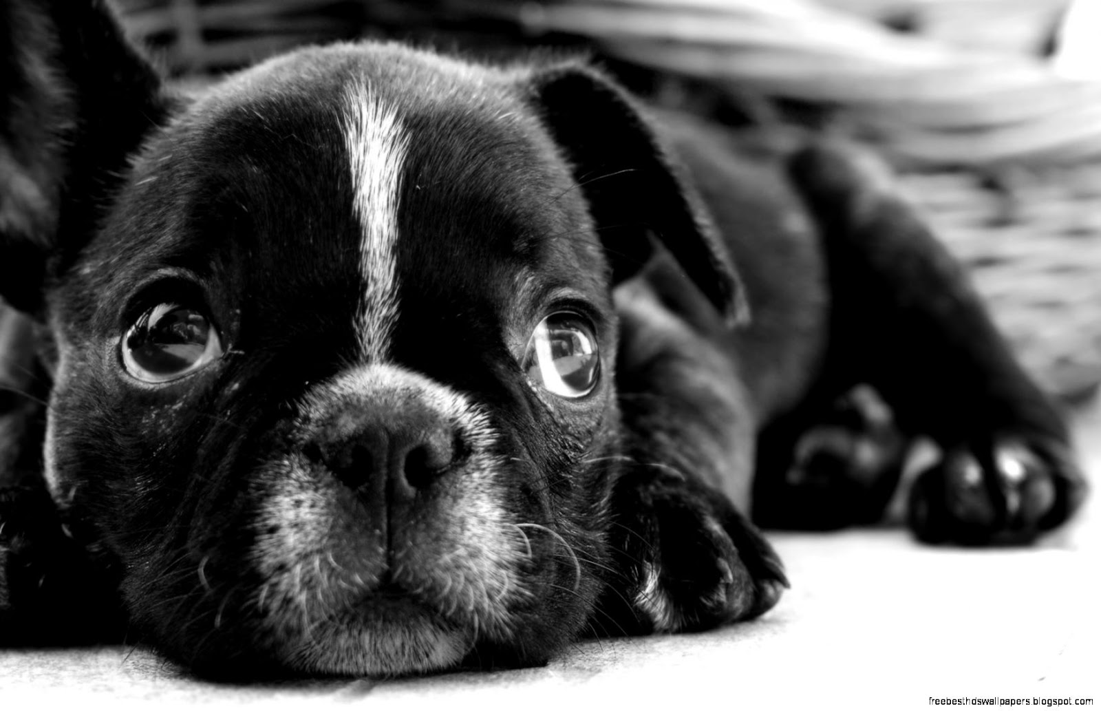 Black and White French Bulldog Puppy Black and White French Bulldog Puppy