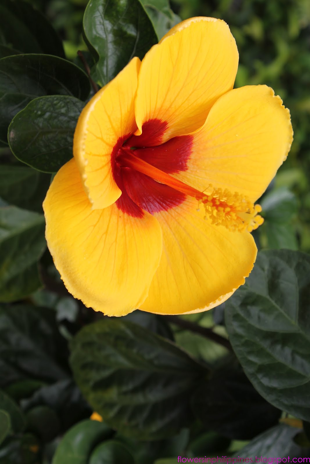 FLOWERS IN THE PHILIPPINES Hibiscus as Gumamela Yellow Red Color