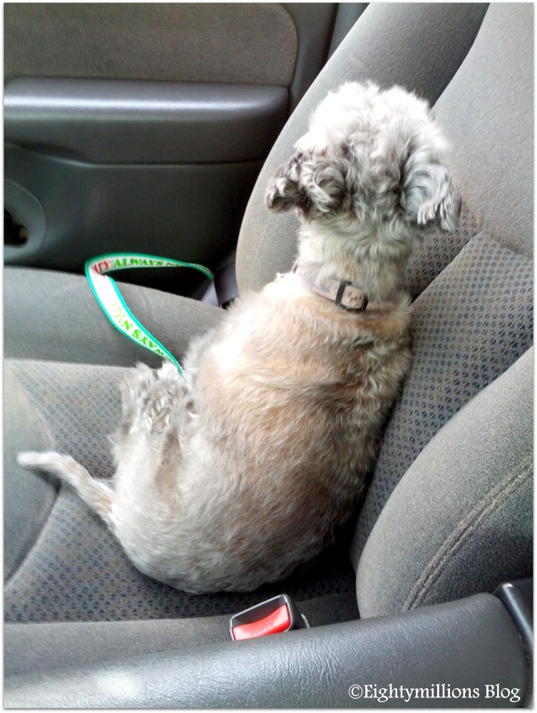 My Life With Dogs Truck Rides Eightymillion