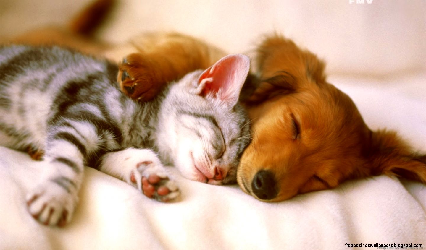Kitten and Puppy Sleeping Kitten and Puppy Sleeping