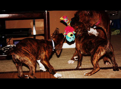 dogs