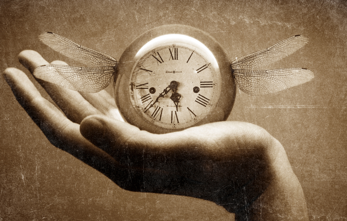 Time Fly