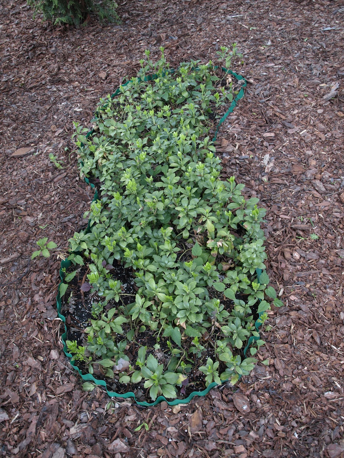 Zimozielony Ogrod Maja 2012