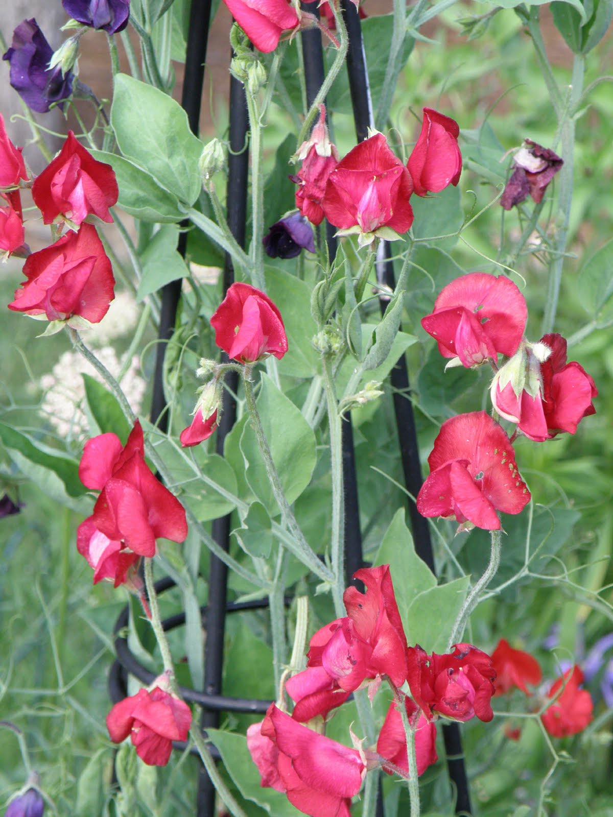 My Carolina Yard Sweet Peas For a Fragrant garden