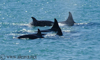 orcas nadando en Punta Norte