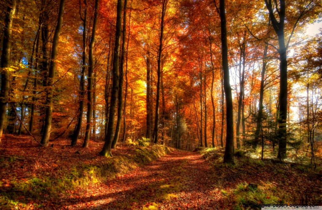 Fall Forest Path HD desktop wallpaper High Definition Fall Forest Path HD desktop wallpaper High Definition