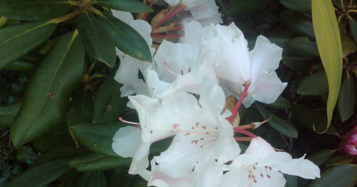mardi gras rhododendron