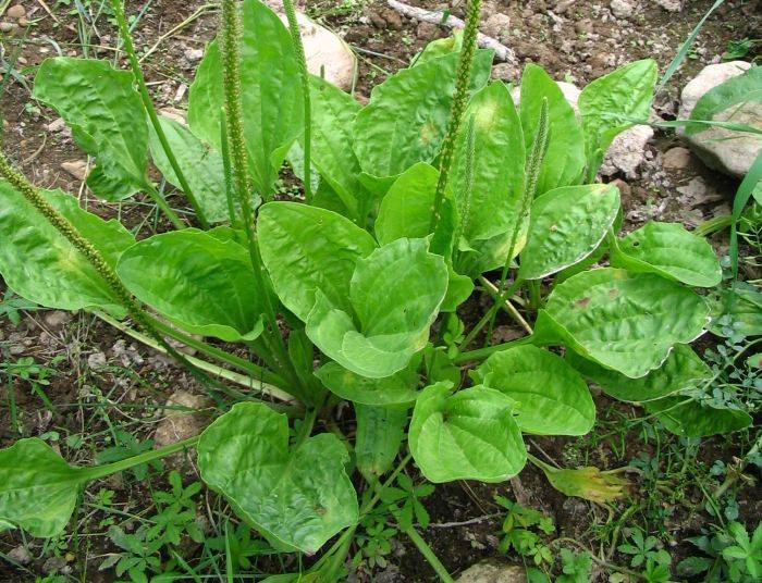 Petua 6 Khasiat Pokok Ekor Anjing Plantago Major
