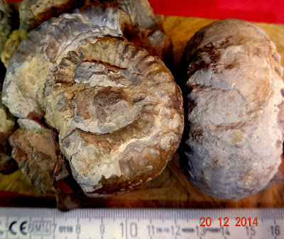 ammonite%2Btoarcien.2.jpg