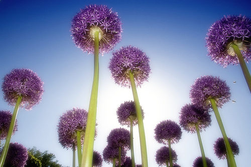 Globe Flower