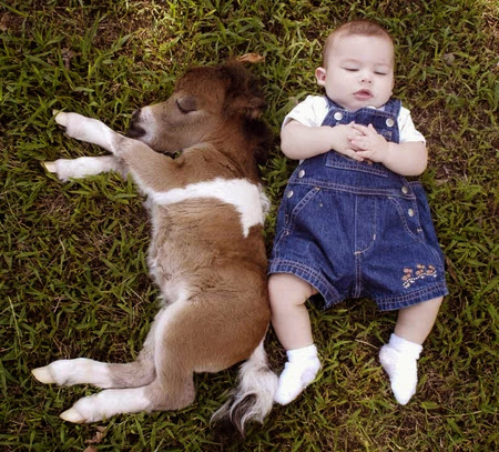 Baby and animals 4