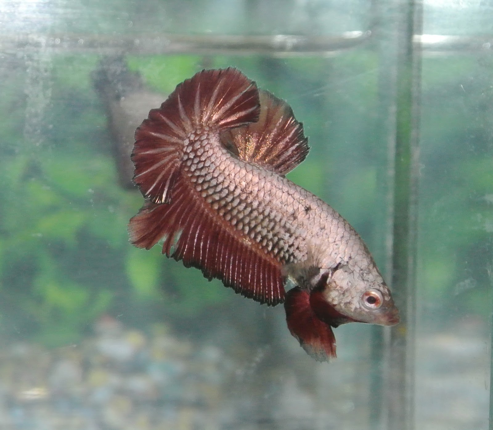 Betta Fish Afira Betta HMPK Copper Red Dragon ( SOLD OUT )