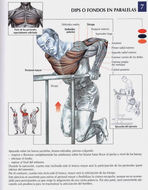Ejercicios para tríceps Culturismo total