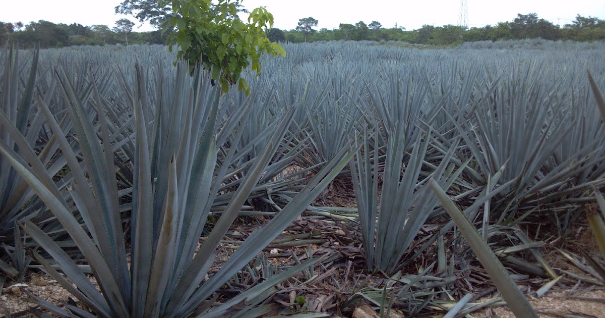 School Garden Adventures From Mexico to Chicago The Wonders of Blue Agave