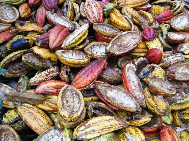 Environmental Geography Geography of Chocolate